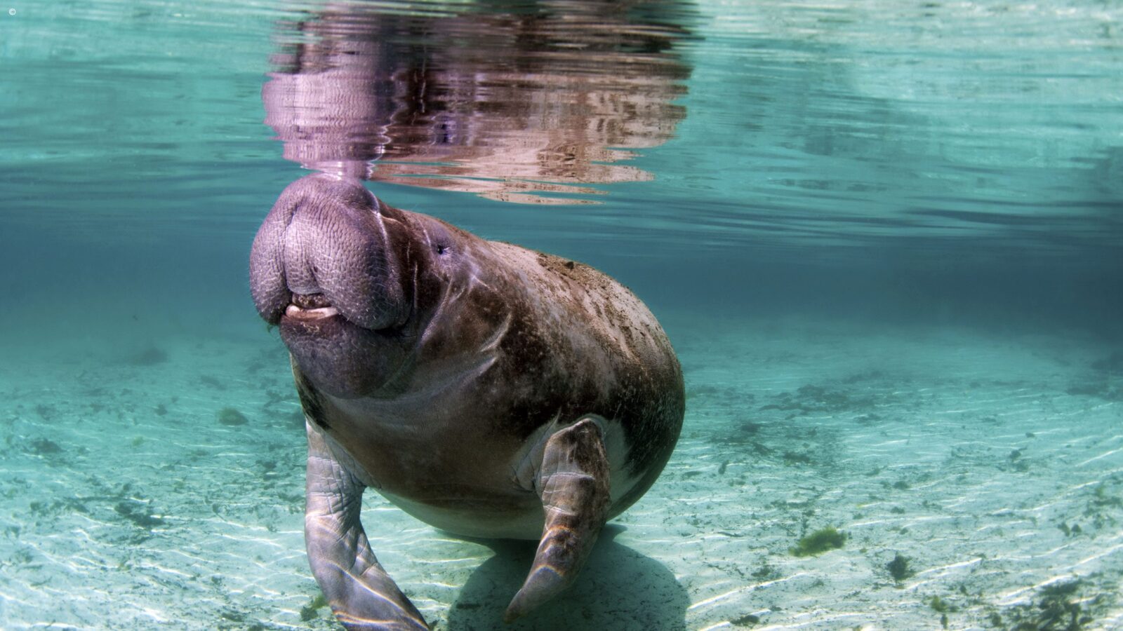 A dugong swimming in clear turquoise water as part of luxury Borneo tours.