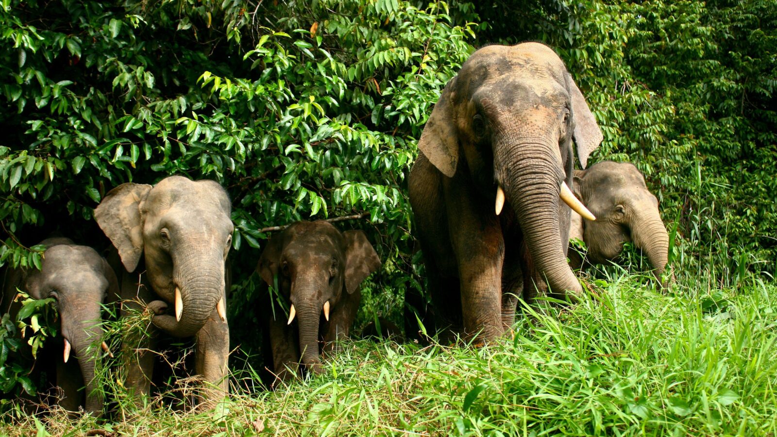 A group of Borneo pygmy elephants walking through thick green foliage on luxury Borneo holidays.