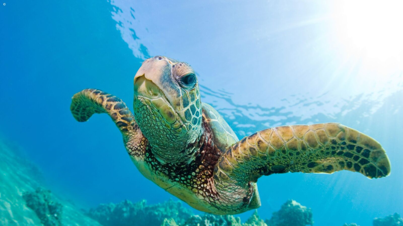 Sea turtle close up