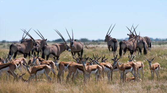 gemsbock and spring at Kalahari Plains Camp, Kalahari Desert