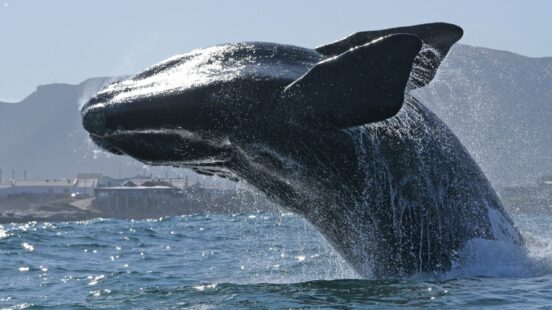 A whale breaches above the surface of the ocean off the Whale Coast in South Africa.