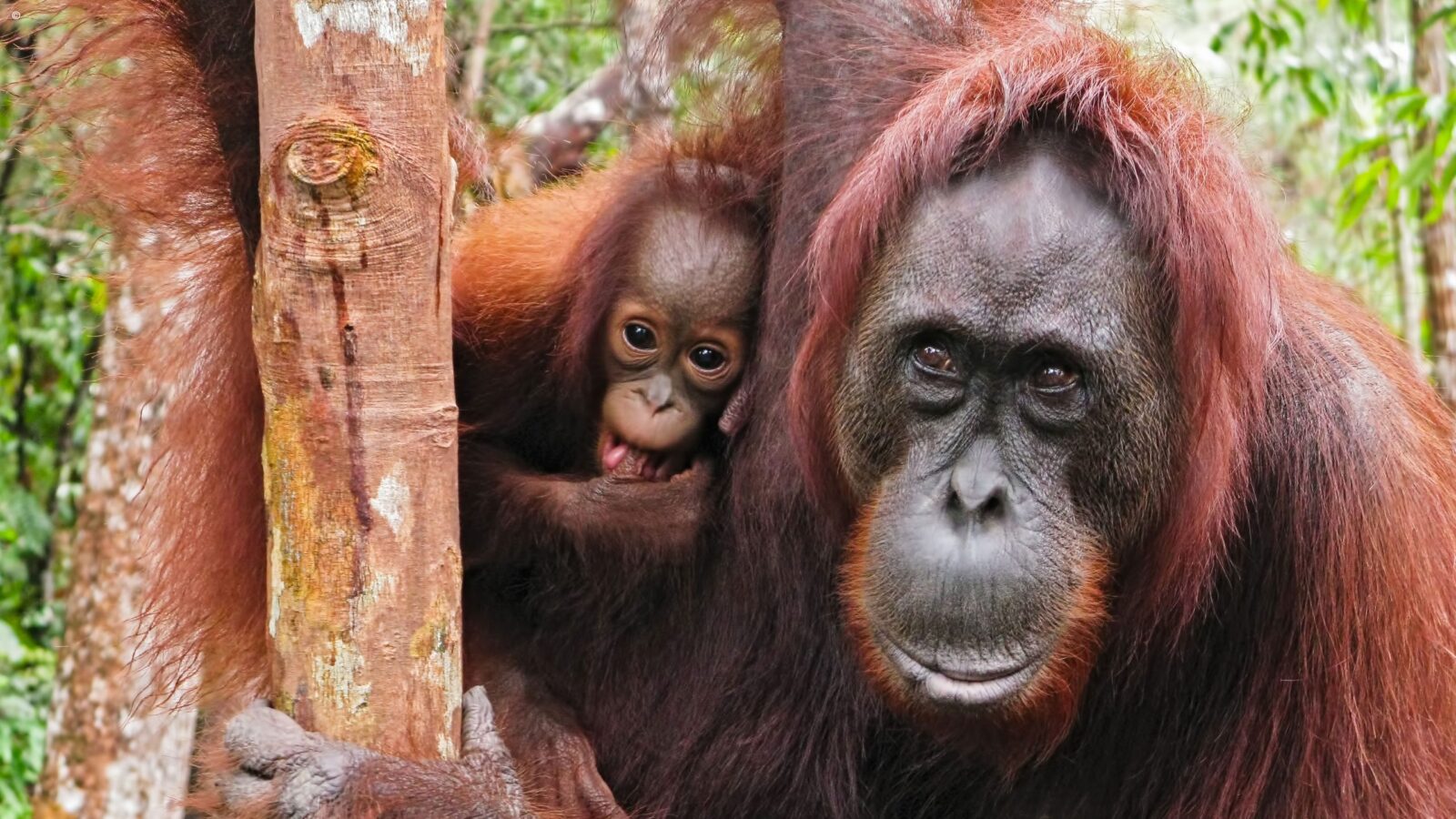 An adult orangutan and a small baby cling to a tree in a lush green forest setting.