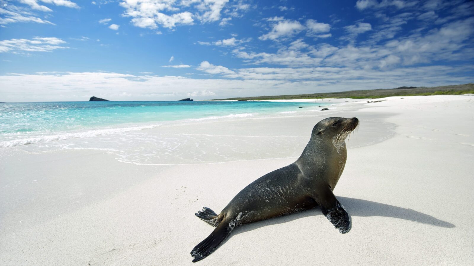 A dark sea lion on a white sand beach with turquoise water in the background for luxury Latin America grand tours.