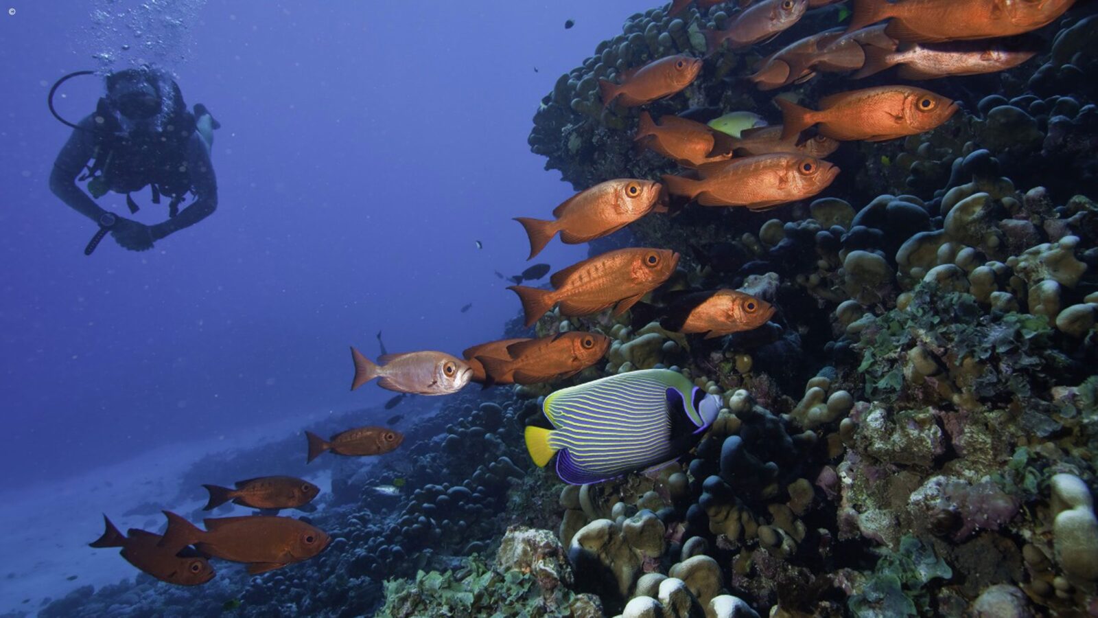 A diver explores a vibrant coral reef surrounded by tropical fish on honeymoon grand tours to Africa.