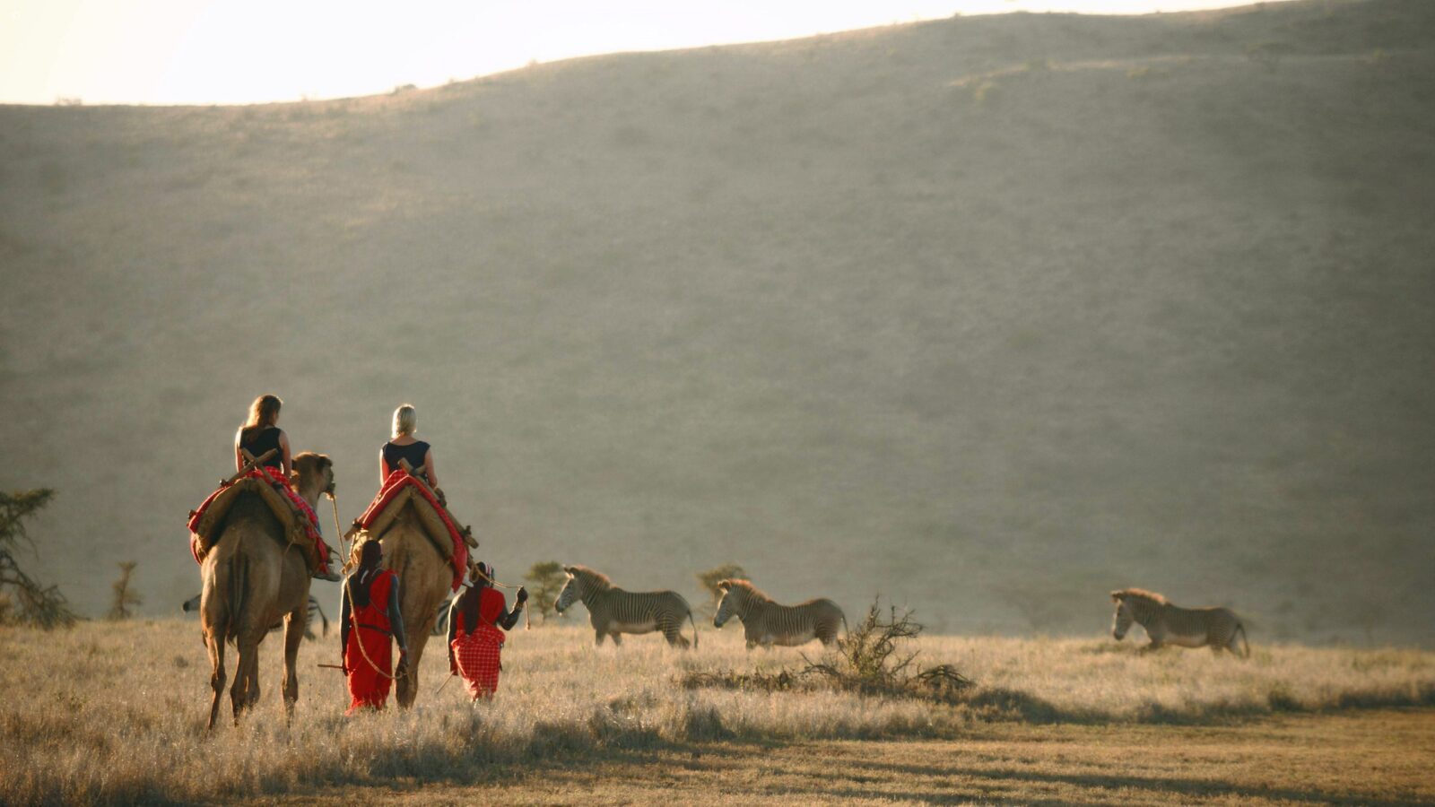 Travelers riding camels led by guides with zebras nearby on honeymoon grand tours to Africa.
