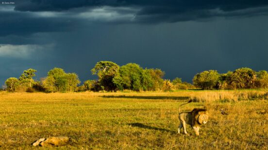 Zambia lion
