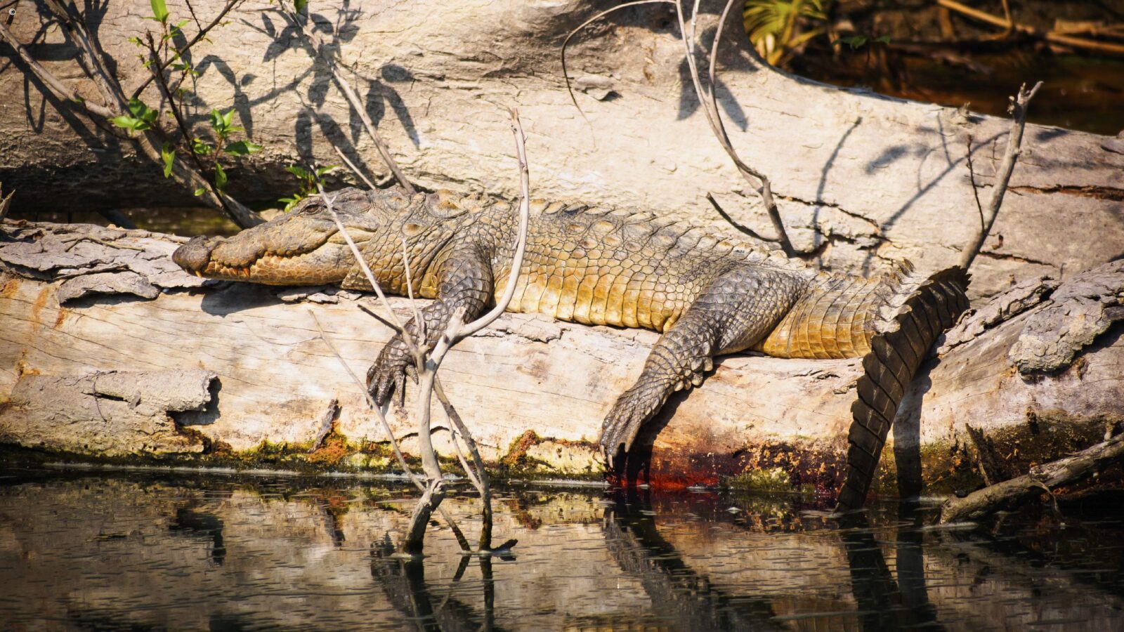 crocodile-nepal