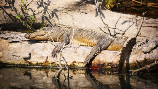 crocodile-nepal