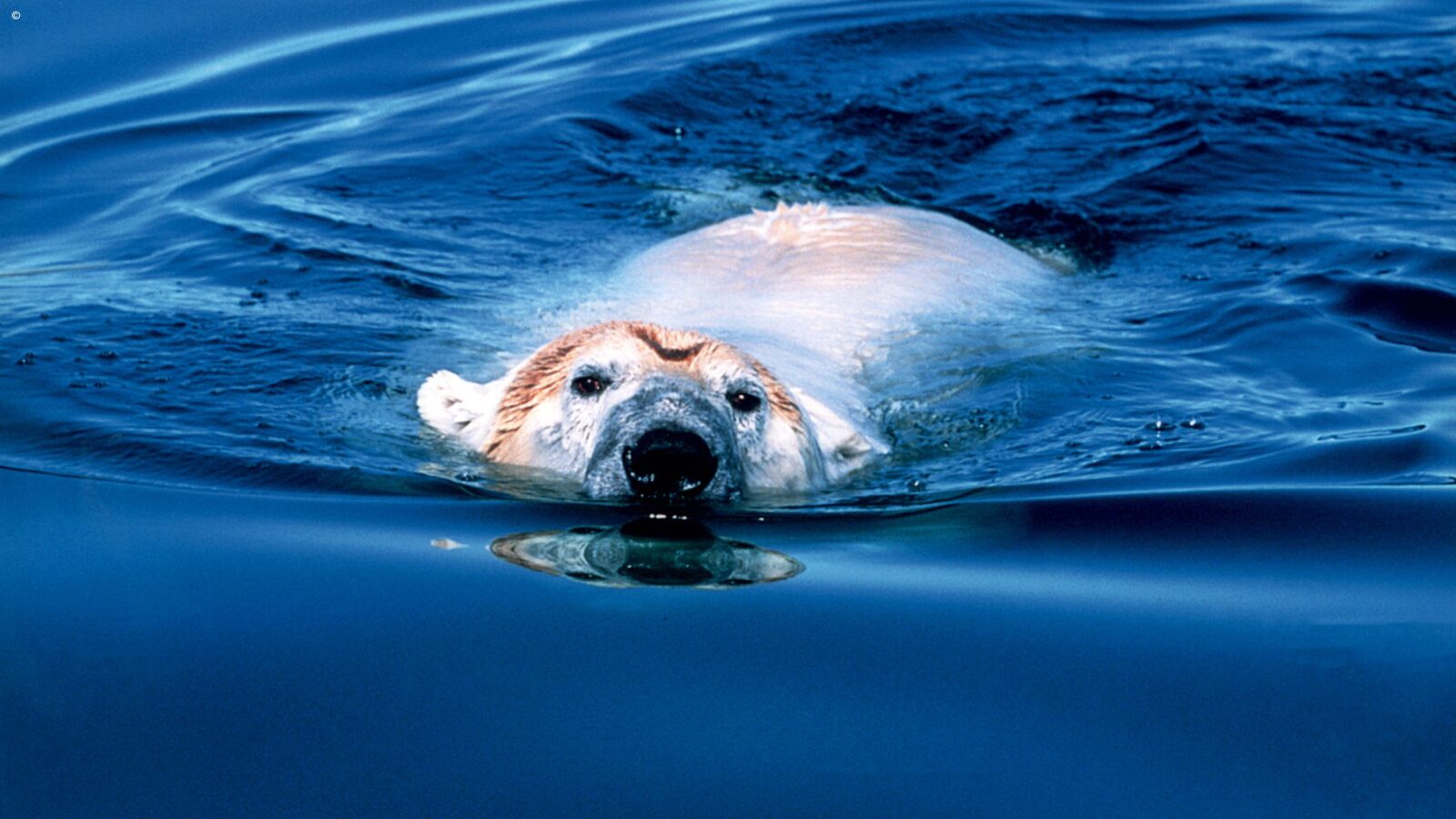 polar-bear-swimming