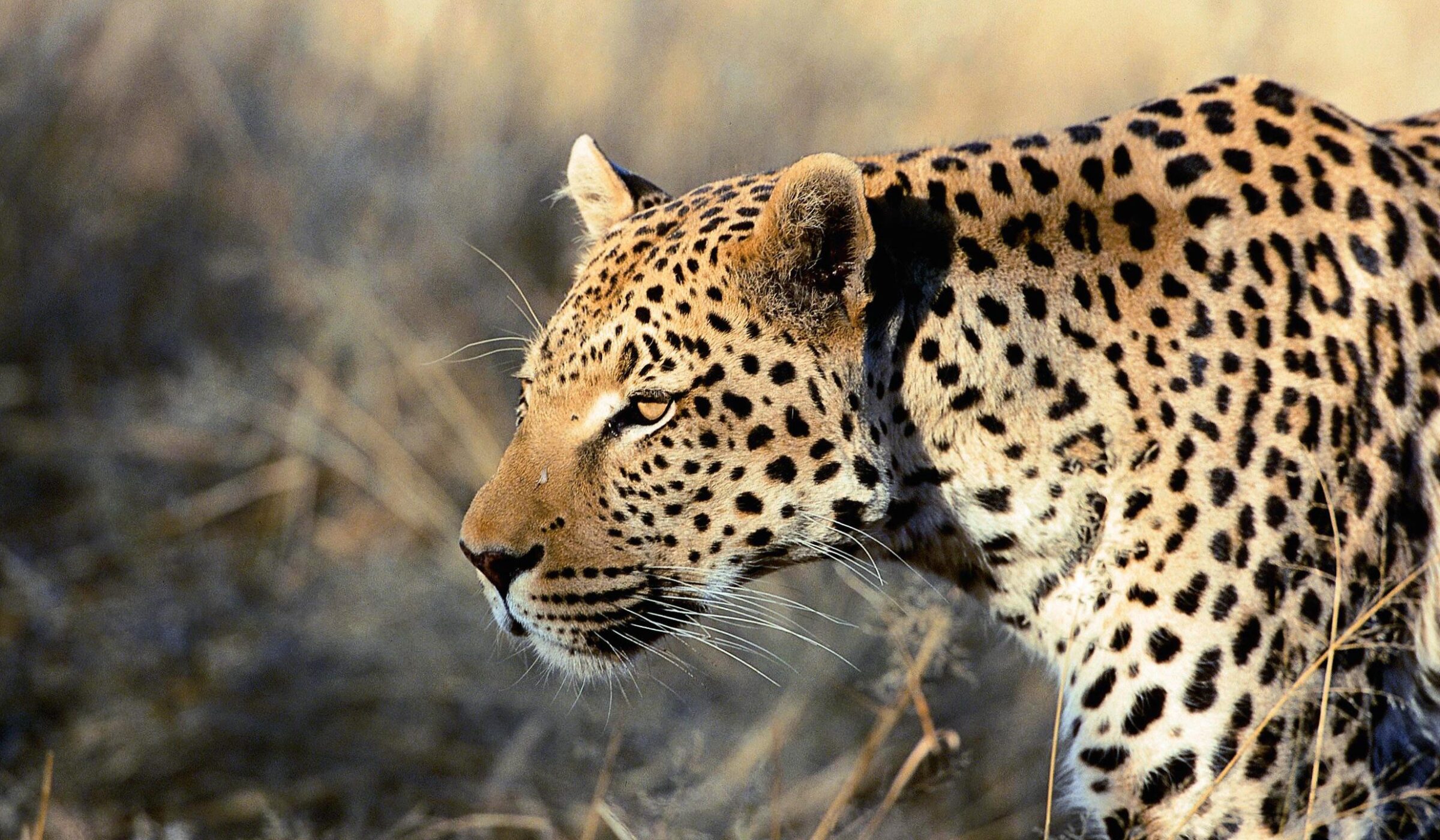 A close up of the head and shoulders of a wild leopard