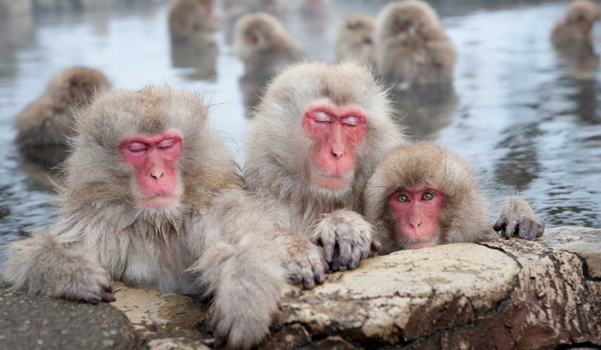 Luxury Jigokudani Snow Monkey Park Tours, Private & Tailor-made