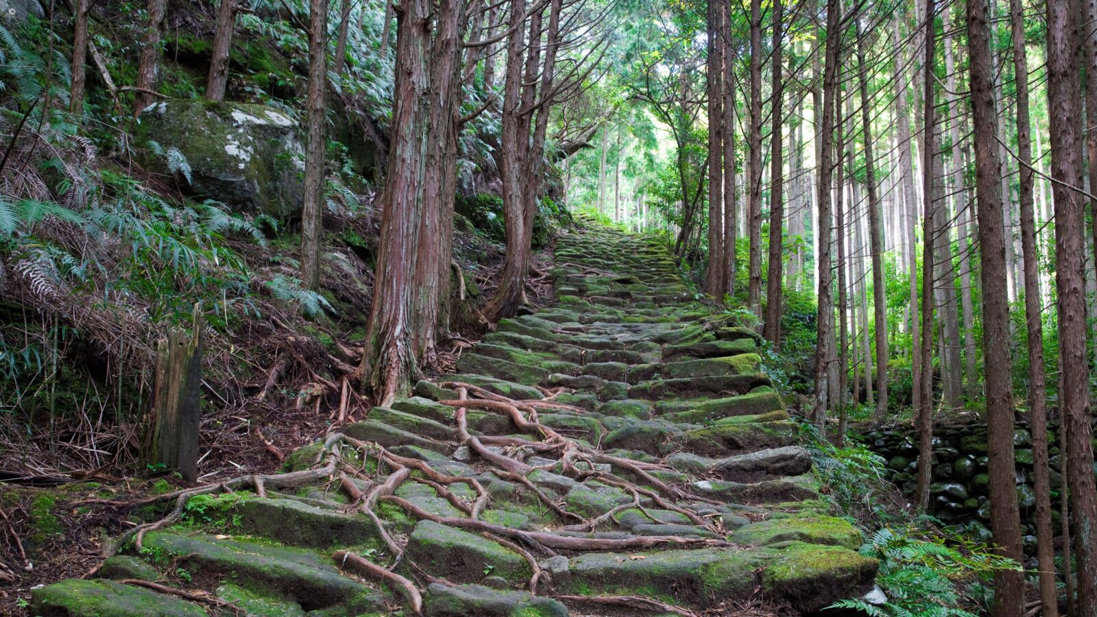 Moss-covered stone steps weave through tall cedar forest along the Kumano Kodō.