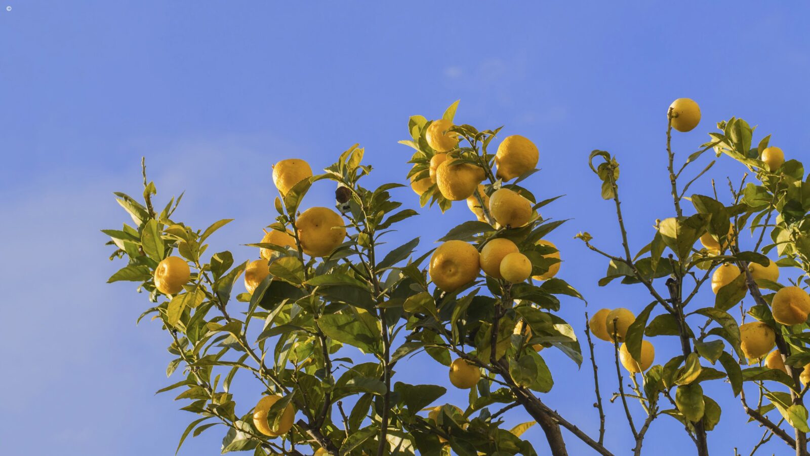 Ripe yellow lemons on a tree branch during luxury Amalfi Coast tours.