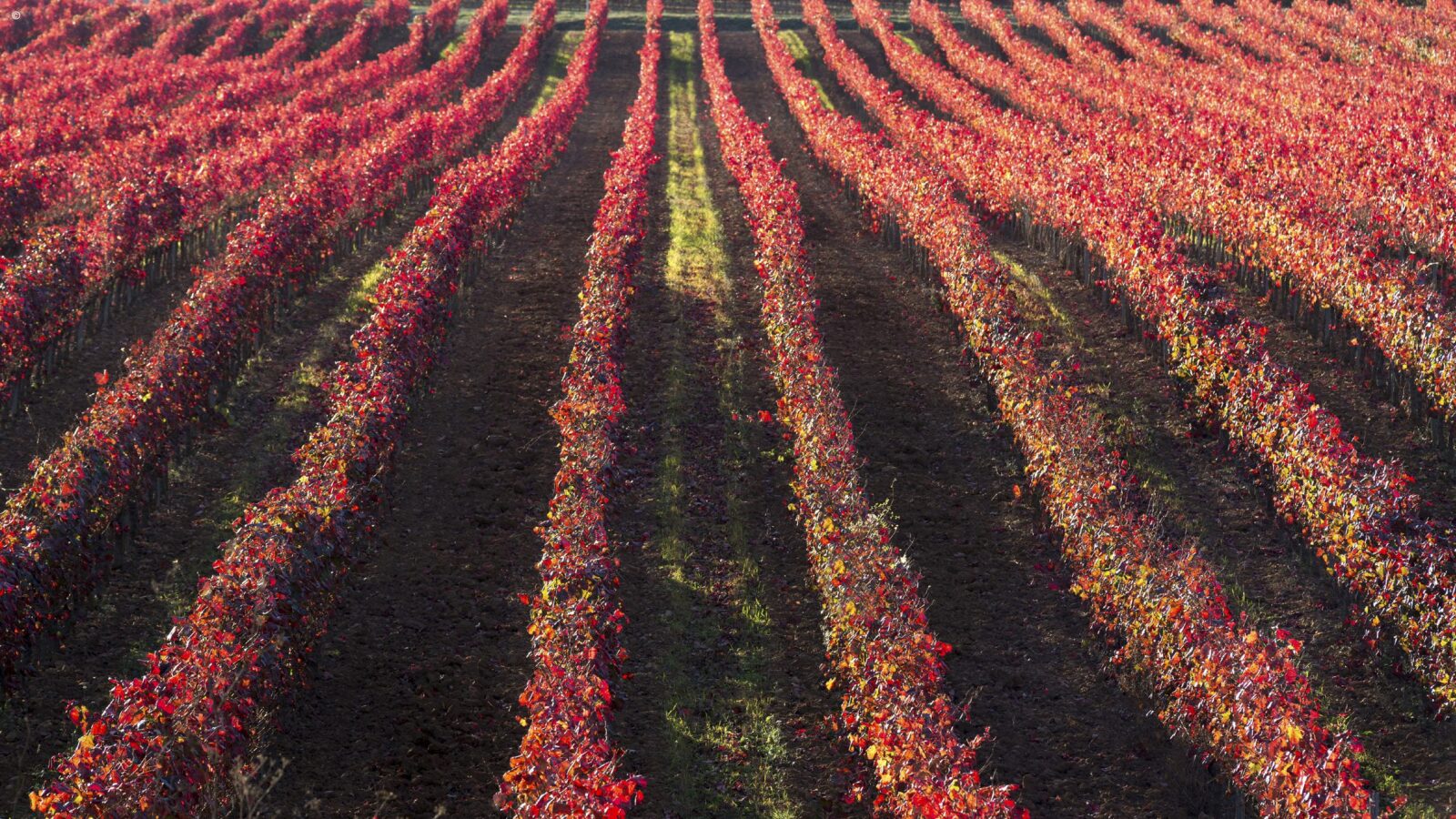 Vines Ribera del Duero Spain