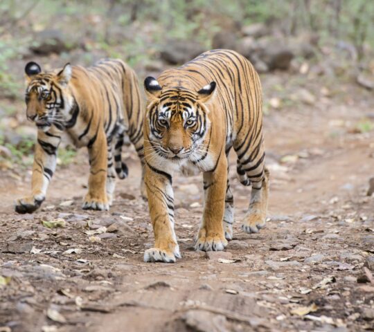 Go on a tiger safari