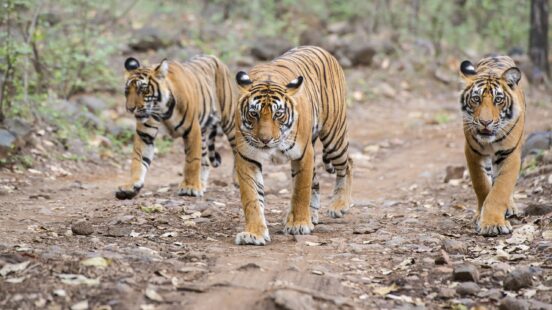 tigers-ranthambore-national-park-india