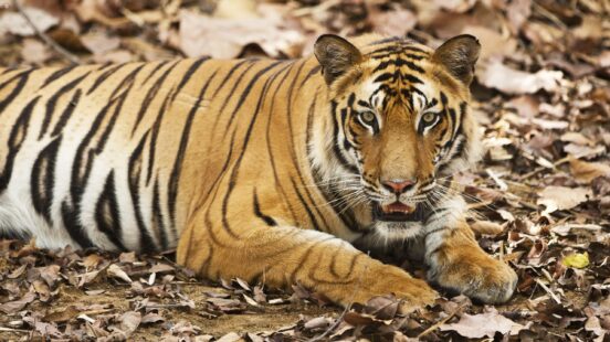 A wild tiger amongst fallen leaves