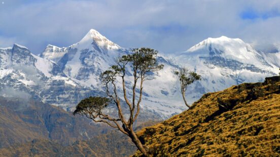 Snowy peaks in the background, grassy slope with tree in the foreground, Kumaon, India
