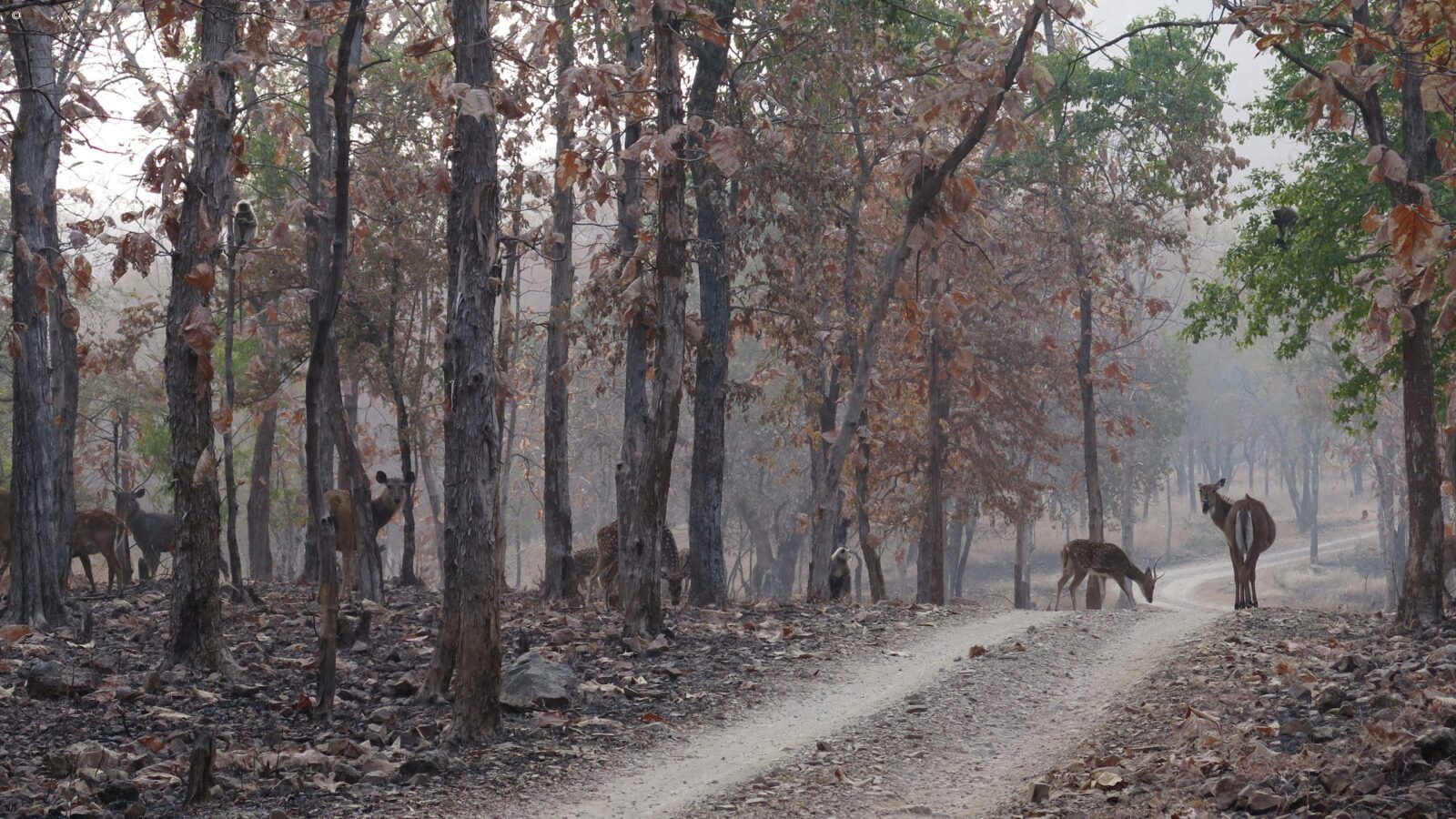 panna-national-park-india