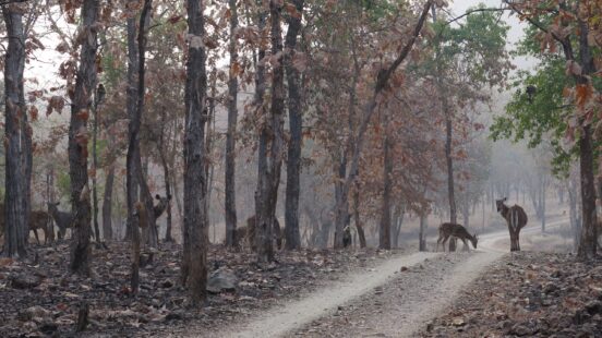 panna-national-park-india