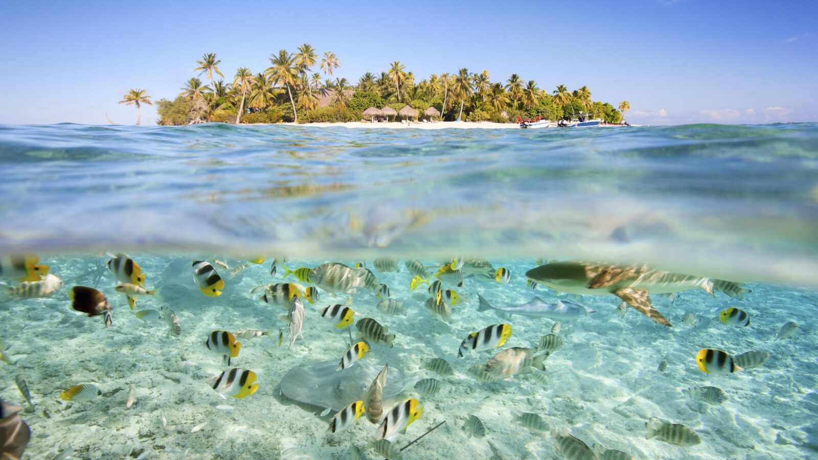 Split image of striped fish under water and a palm-fringed island over water