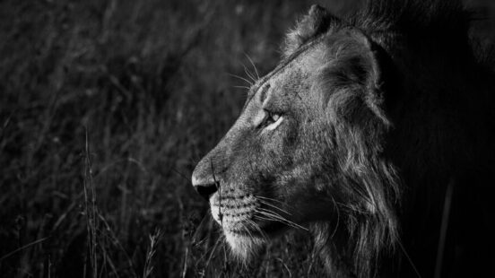 lion-south-africa