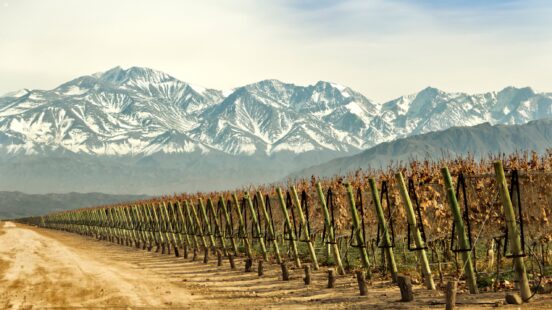 mendoza-grape-vines-argentina