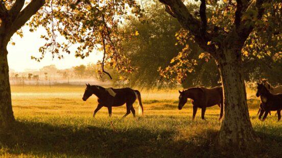 las-pampas-argentina