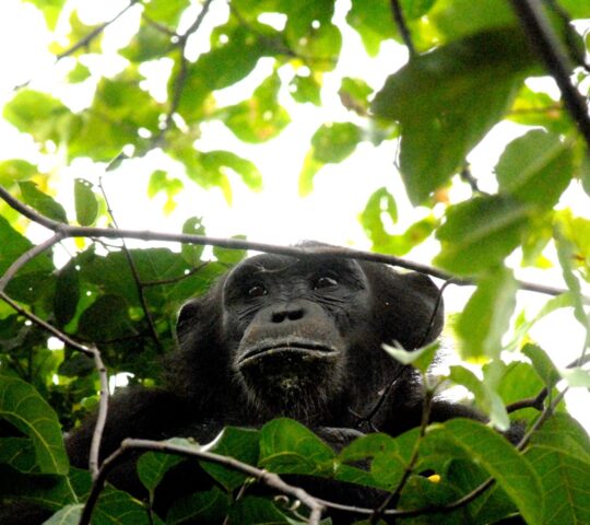 Go chimpanzee trekking