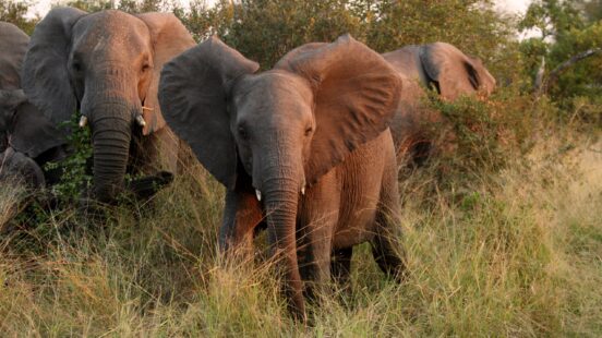 sabi-sands-elephant