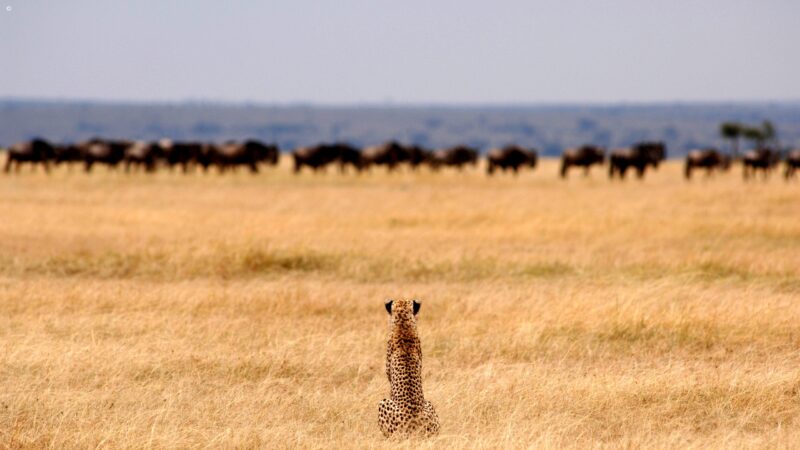 tanzania_cheetah_serengeti