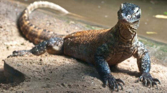 A large Komodo dragon rests on a sandy patch of ground near a body of water, looking toward the camera.