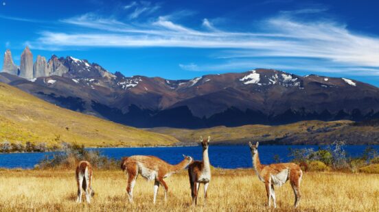 Guanacos standing in a yellow field in front of a blue lake and jagged mountain peaks.