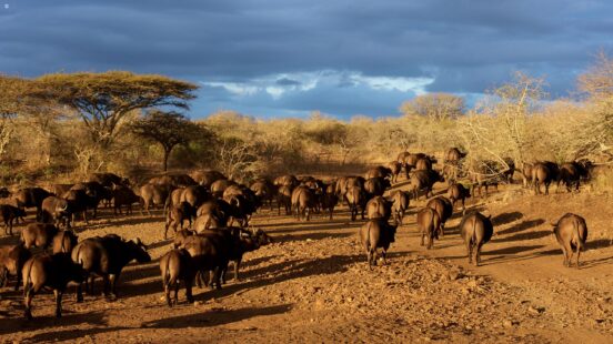 herd-of-buffalo-africa