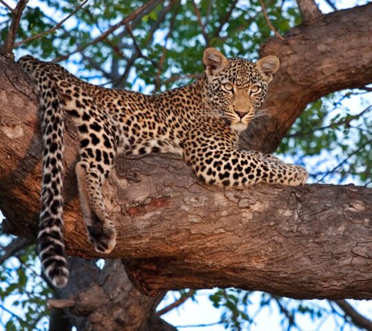 Leopard in Sabi Sands