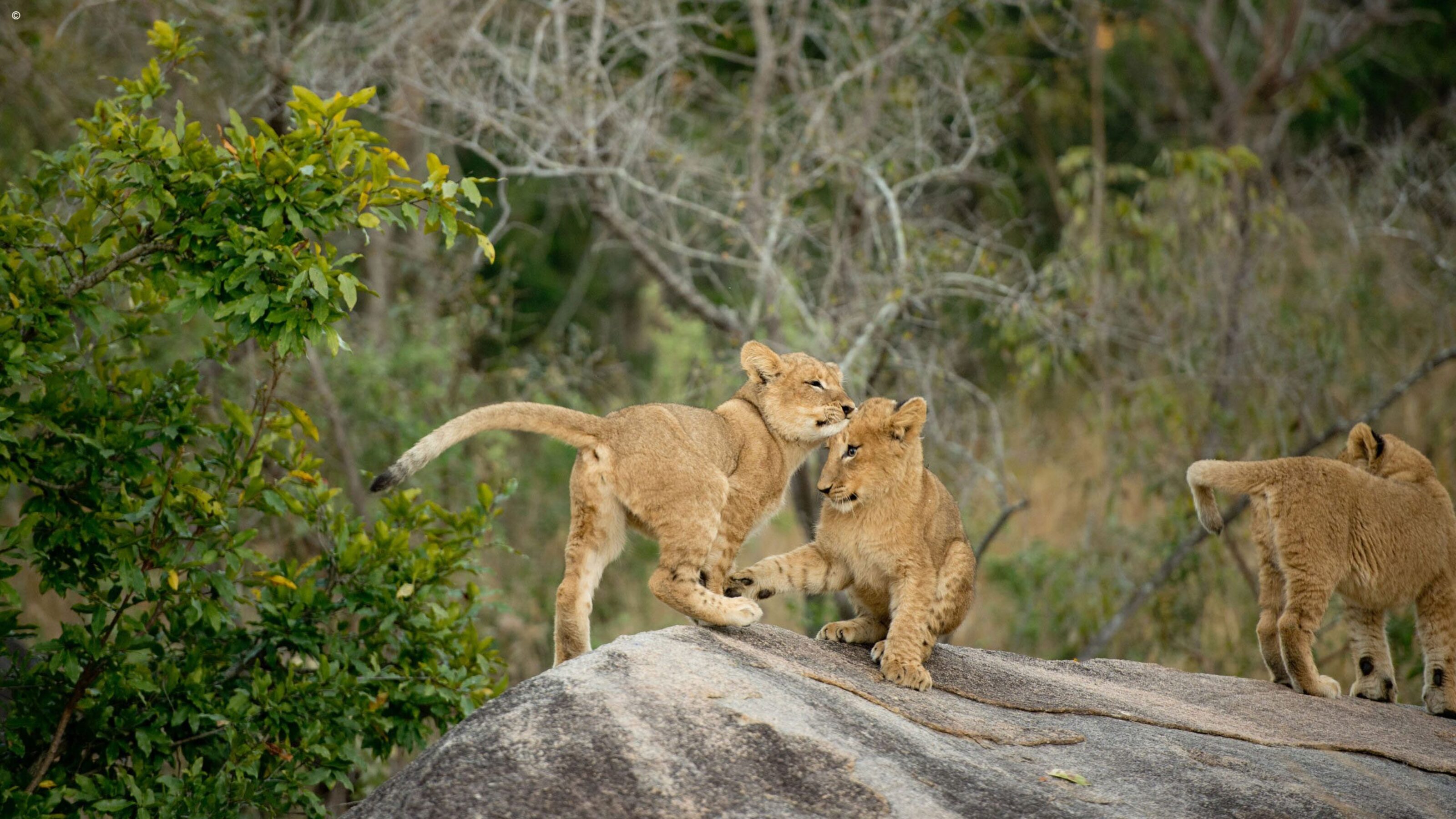 Three lion cubs playing together on a large grey rock in the wild.
