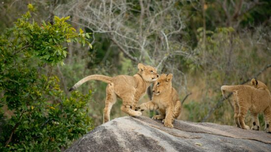Three lion cubs playing together on a large grey rock in the wild.