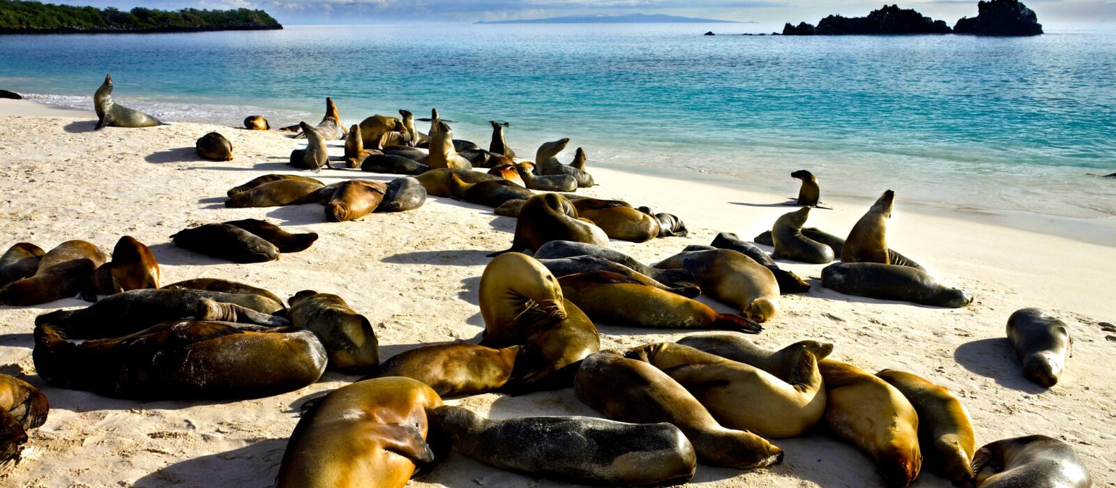 Galapagos フィッシングバッグ ブラック&ギーラカンス4.8 dreamstime_xxl_18721947_153-