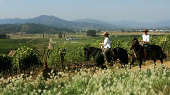 Horse riding, Vineyard, Casablanca Valley, Chile