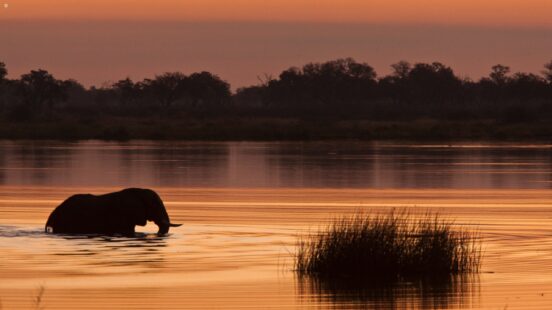 Silhouette of an elephant standing in a body of water during a deep orange sunset.