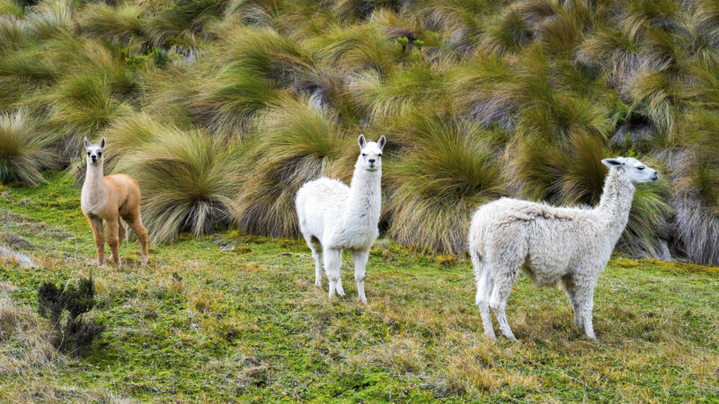 Llamas in Cajas National Park, Cuenca, Ecuador