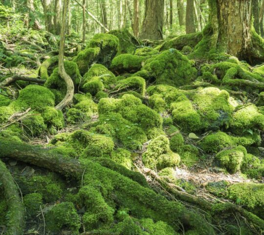 Hike through Aokigahara