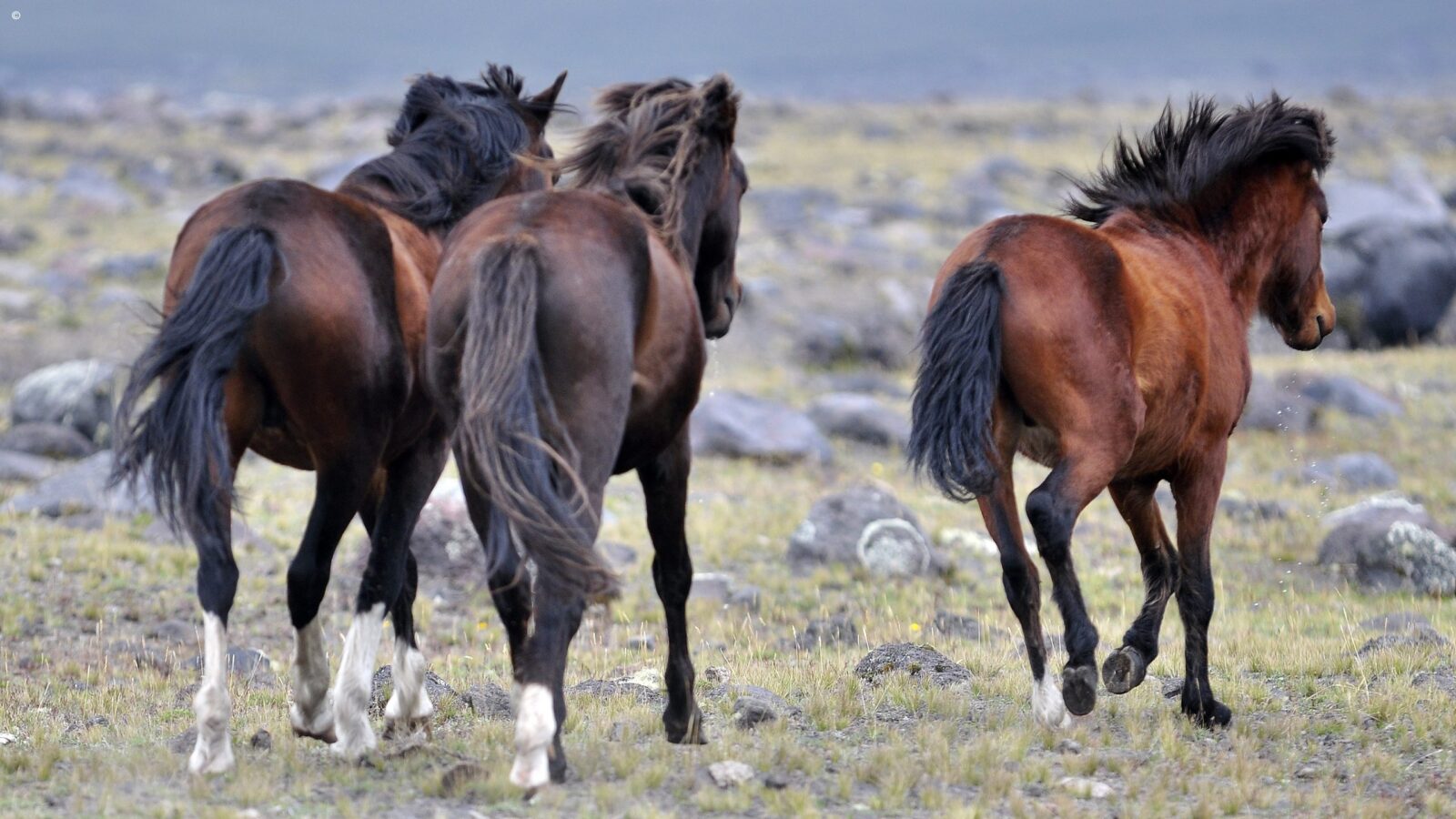 Wild horses galloping in Cotopaxi, Ecuador