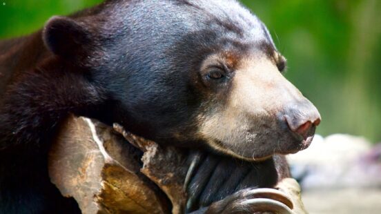 borneo-sun-bear