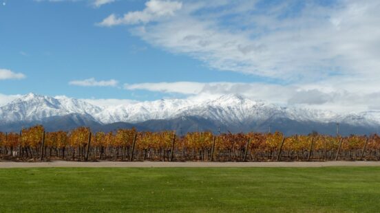 A vineyard with orange-yellow vines in the foreground and a long range of snow-capped mountains in the background.