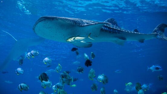 Whale shark
