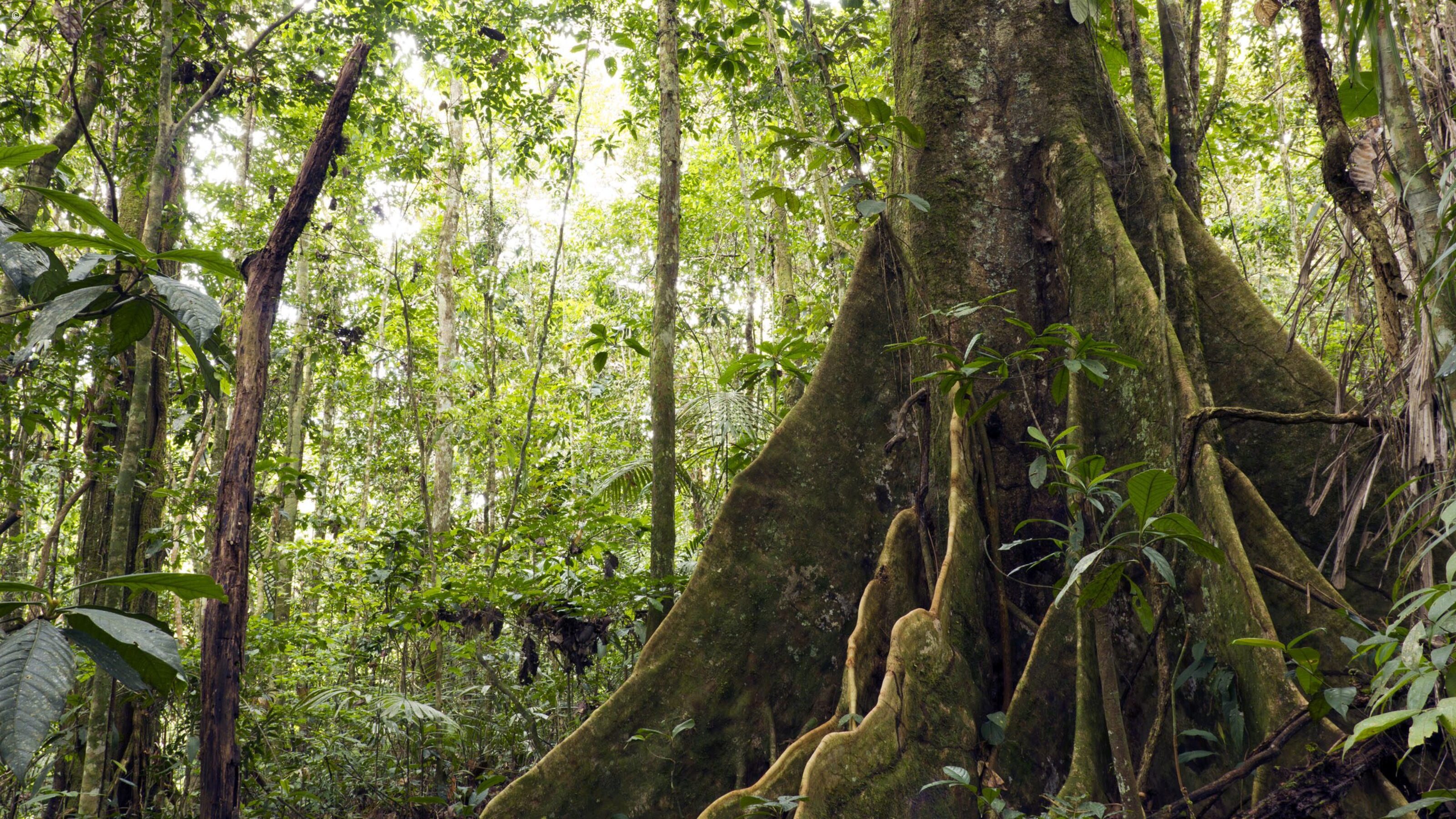 Inca Trail and Amazon Adventure