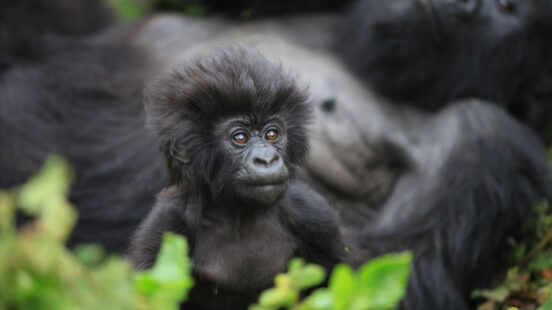 A close-up of a baby gorilla with tufted hair sitting in front of a blurred adult gorilla.