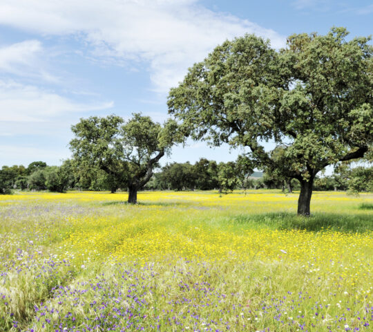 Enjoying Alentejo's peaceful countryside