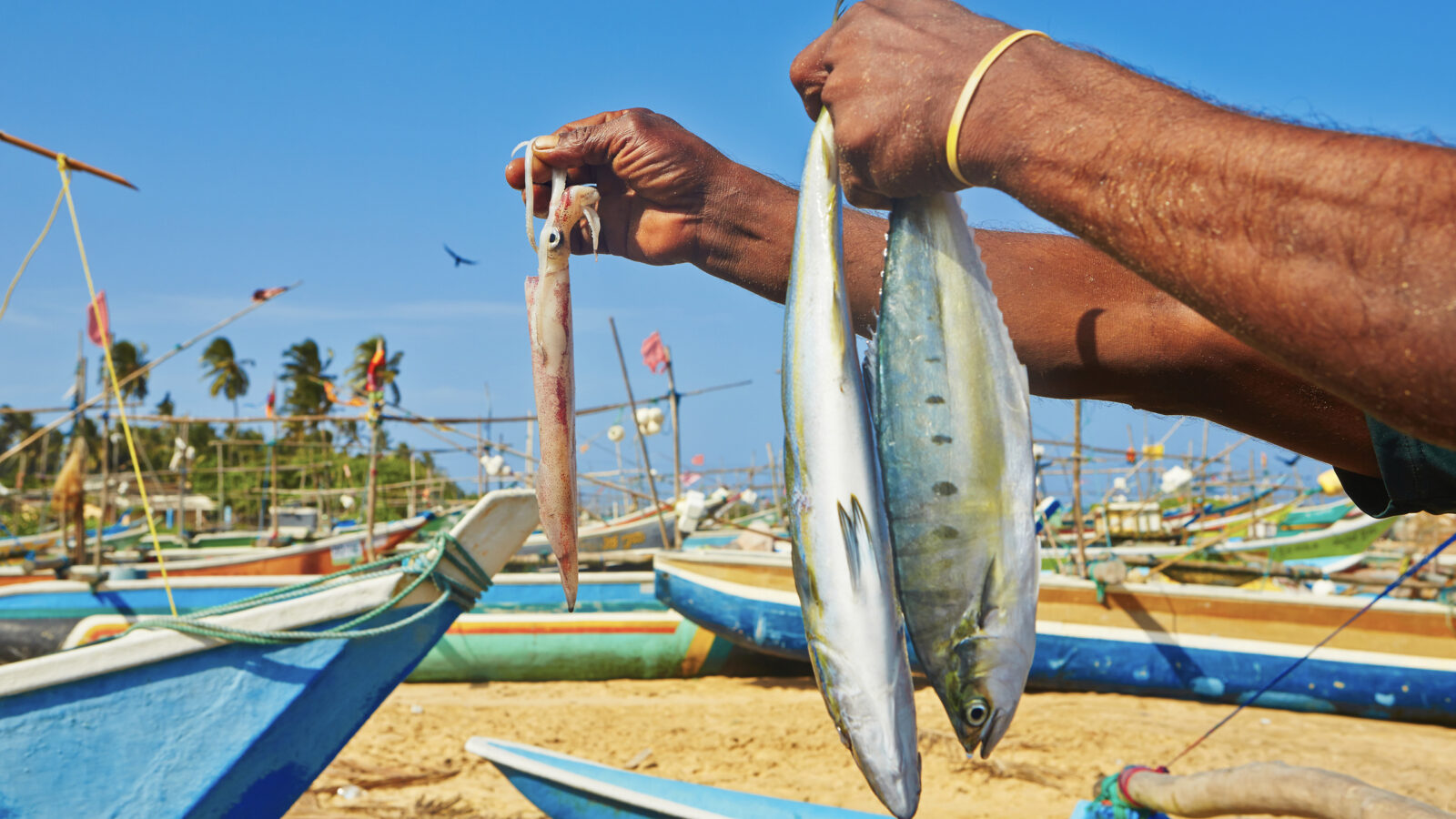 fish-hands-sri-lanka